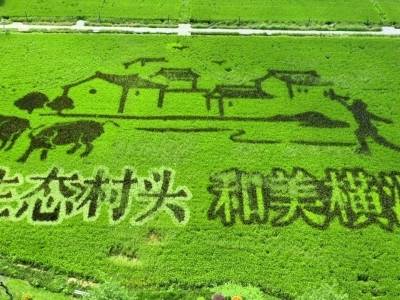 东莞这片稻田进入秋日最佳观赏期