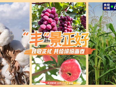 “丰”景正好，秋收正忙，共绘缤纷画卷