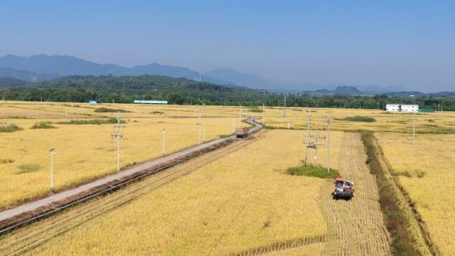 小田并大田！英德西牛富硒地里长出“金稻子”