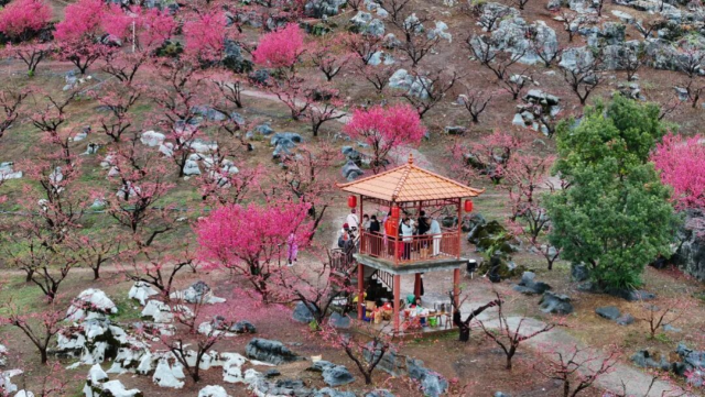 连平桃花节，各地游客徜徉花海间。