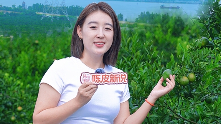 视频 | 打卡新会七堡岛：江心岛上的新会柑核心产区