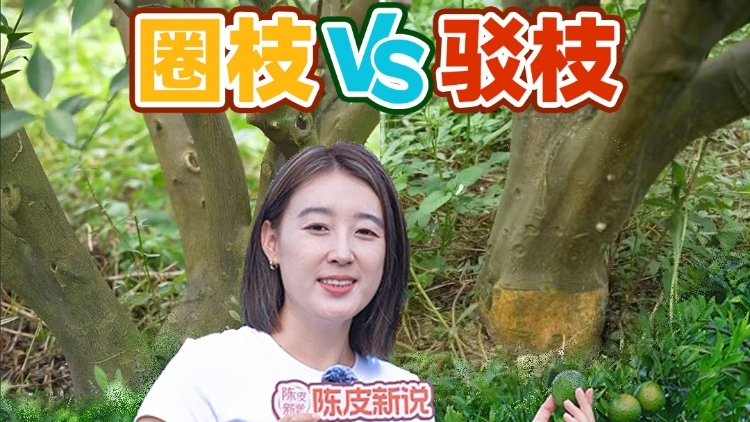 视频 | 买新会陈皮，选圈枝还是驳枝？来新会柑庆园教你辨别