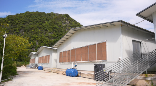 平坝区灰鹅种鹅育种(育苗)基地。 平坝区灰鹅种鹅育种(育苗)基地。