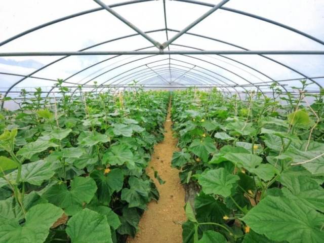 （平坝区黄瓜种植大棚 来源：掌上安顺）