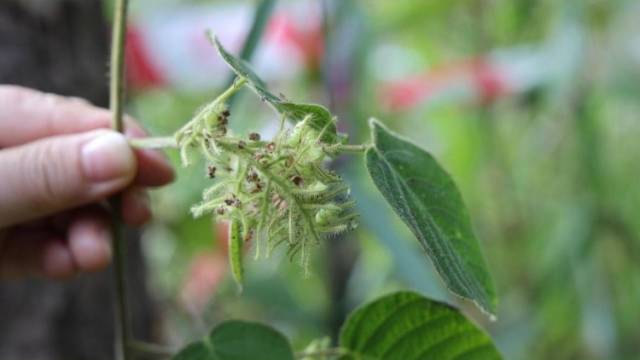 视频｜全国仅4处！惠东再现“算盘珠子”植物