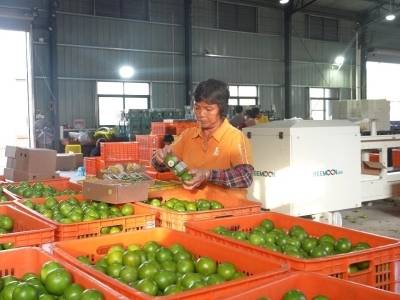 千年贡柑再出海！20吨德庆贡柑“抢鲜”发往英国