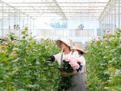 “娇龙”月季已上市，价格随市场行情浮动！记者体验准点抢购