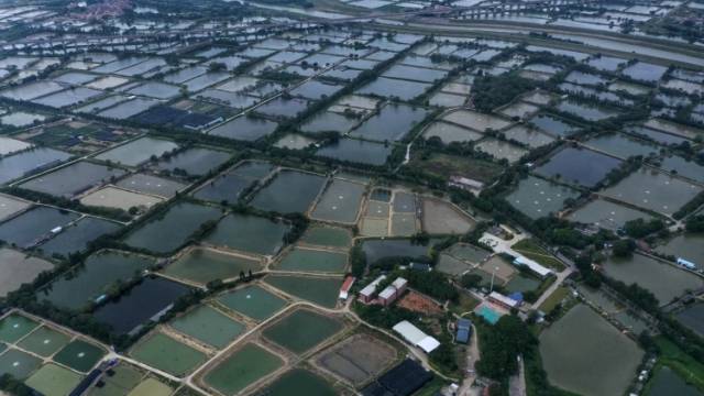 三水鱼游向全球！国家级水产种业龙头获活鱼出口资质