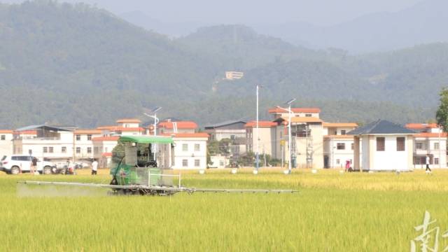 广东最大无人农场晚稻开镰！看河源农业如何从“会种田”变身“慧种田”